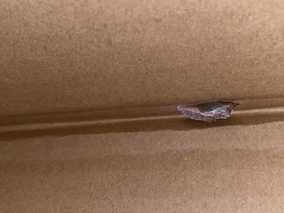 モンシロチョウの蛹を飼育しており 10度以下の部屋で様子を見ている Yahoo 知恵袋