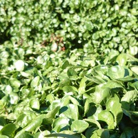 フレンチクレソンはどこまで食べられますか 家庭菜園でなんとなく植えたフ Yahoo 知恵袋