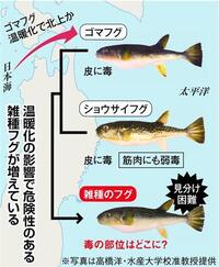 フグの毒 テトロドトキシン は なぜ解毒剤ができないのですか なぜ Yahoo 知恵袋