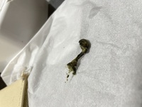 うさぎのうんちがこのような形になっているんですけど何かの病院でしょうか Yahoo 知恵袋