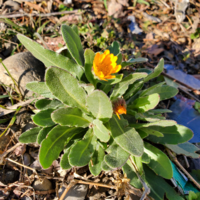 このオレンジの色の花は名前は何ですか 雑草ですか ナガミヒナゲシです Yahoo 知恵袋