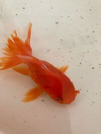 うちで飼っている金魚です これは病気ですか 尾びれの付け根が Yahoo 知恵袋