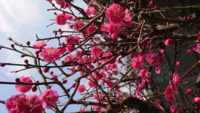 切花でかってきた桃の花の育て方 お花屋さんで買った桃の花から新芽 葉 Yahoo 知恵袋