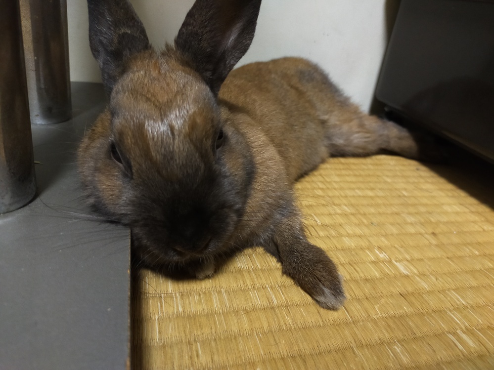 げっ歯類 ウサギ 解決済みの質問 Yahoo 知恵袋