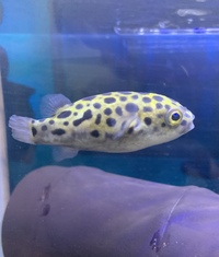ミドリフグのエラ病について 詳しい方お願い致します 飼育しているミ Yahoo 知恵袋