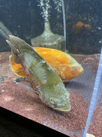 熱帯魚のオスカーを3匹飼っています 昨日出かけていて帰ってきてから Yahoo 知恵袋