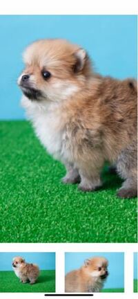 クマみたいな顔のポメラニアンは 成犬になったらキツネ顔かタヌキ顔 どちら寄り Yahoo 知恵袋