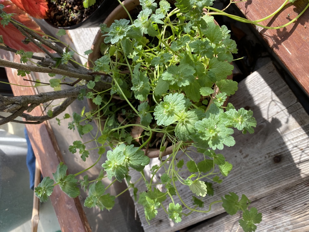 この植物の名前をご存知でしょうか？また、もし出来れば、インコが食べ 