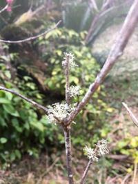 梅の木の寿命ってあるのですか 庭のシンボルツリーに 豊後梅 を植え 花も Yahoo 知恵袋