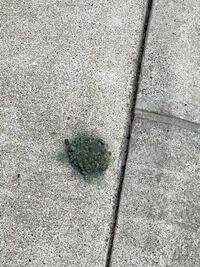 黒い鳥の糞の正体は 私の父の車に 鳥の糞を落とされてしまいま Yahoo 知恵袋