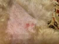 飼い犬がペロペロ舐めているので気づいたのですが 犬の陰部にできた赤 Yahoo 知恵袋