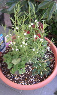 昨年の冬にサザンクロスホワイトが かわいい花でしたので 買って鉢に寄せ植えし Yahoo 知恵袋