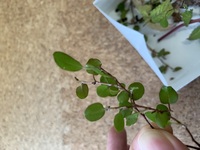 ワイヤープランツを育てています 室内にて鉢で育てて居たのです Yahoo 知恵袋