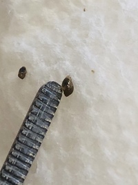 アクアリウム初心者です 立ち上げて１週間程度ですが メダカ ミナミヌマエビを Yahoo 知恵袋