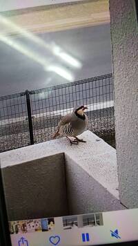鳥で飼いやすいくて 人に懐くのはどの種類の鳥ですか 部屋で飼 Yahoo 知恵袋
