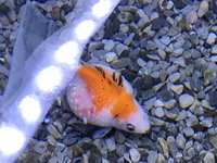 金魚は地震を予知する能力はありますか あるとしたらどのような行動 Yahoo 知恵袋