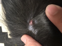 犬のイボについて 1歳の中型犬の左脇腹に写真のようなイボがあり Yahoo 知恵袋
