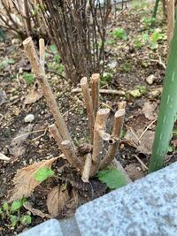 アナベル アジサイ の花が咲かない原因は この鉢植えのアナベル Yahoo 知恵袋