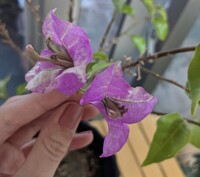 暖かくなってきたので 一週間ほど前に 室内で冬越ししていたブーゲン Yahoo 知恵袋