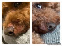 犬の鼻の赤みと脱毛6歳のトイプードルです 4年ほど前から犬の鼻がハゲ始め 最 Yahoo 知恵袋