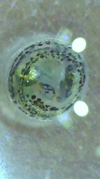 メダカの孵化 ヤフオクで買った有精卵を ２リットル位の水に入れて Yahoo 知恵袋