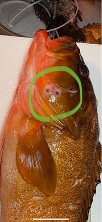 魚の病気 寄生虫について教えてください 次の写真はキジハタをさばい Yahoo 知恵袋