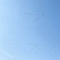 真夜中に鳥の鳴き声が聞こえてきて不気味です 夜に鳴く鳥はいるのですか Yahoo 知恵袋