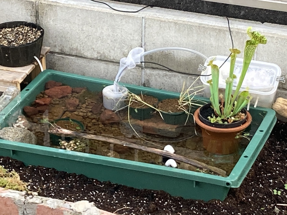 ビオトープの水が減ります。 - トロ船に水をいっぱい、赤玉土 ビオトープの水が減ります。 - トロ船に水をいっぱい、赤玉土