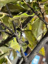 虫の画像あり 園芸に詳しい方教えてください 庭に植えている月桂 Yahoo 知恵袋