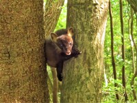 クマは共食いする動物ですか ニュースでホッキョクグマが気候変 Yahoo 知恵袋