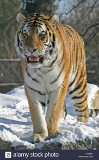 ちょっとした疑問なんすけど ライオンやトラなどの猛獣を筆頭に野生個体と飼育個 Yahoo 知恵袋