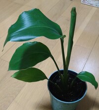 観葉植物について詳しい方、教えて下さいませ。100均でストレリチア