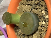 リトープスの寿命は約何年ですか 溶けるとか虫にやられるとか病気を Yahoo 知恵袋