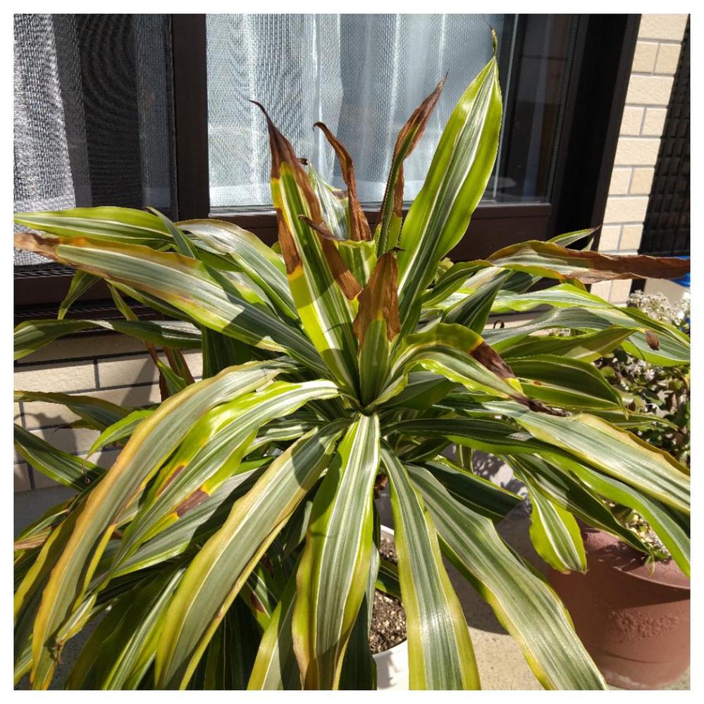 観葉植物 解決済みの質問 Yahoo 知恵袋