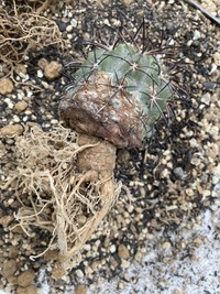 サボテンの根っこについてお聞きしたいです この黒王丸は実生 継ぎ カキコのど Yahoo 知恵袋