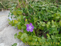 道端に咲いてた雑草の花ですが 見たこともなく 綺麗で なんという名 Yahoo 知恵袋