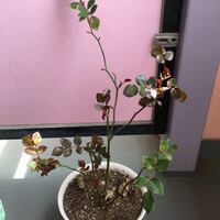 バラの新苗のピンチについて 新苗のバラを強めにピンチしようと思 Yahoo 知恵袋