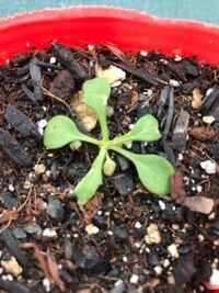 ペチュニアの苗です 虫に食べられています 害虫を特定したいのですが Yahoo 知恵袋