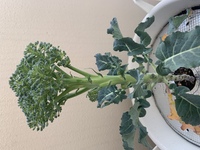 ブロッコリーの苗を購入し 育てているのですが このように茎が長くス Yahoo 知恵袋