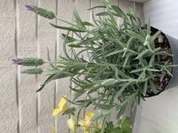 フレンチラベンダーの苗を買って植木鉢に植え替えようとポットから出したら Yahoo 知恵袋