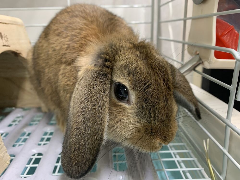 げっ歯類 ウサギ すべての質問 Yahoo 知恵袋