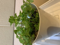 セロリ栽培 こぼれ種からセロリの芽が出てきてます 2 3センチです 匂い Yahoo 知恵袋