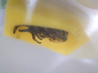 ヘラクレス ヘラクレスの蛹が羽化しないのは 今年の３月に Yahoo 知恵袋