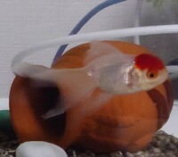 丹頂を飼いました 1匹の片眼が充血しているみたいで赤くなっています 何かの病 Yahoo 知恵袋