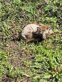 この動物は何ですか 恐ろしい面構えですね 意外に思われるかも Yahoo 知恵袋