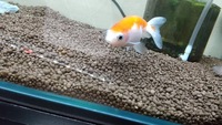 うちの金魚がエピスチリス ツリガネムシ 症にかかったようです ヒ Yahoo 知恵袋