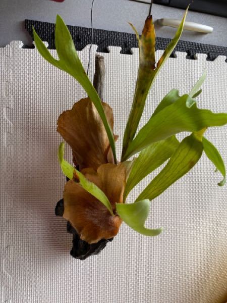 コウモリランビフルカツムS - コウモリランの貯水葉が茶色くパリパ