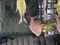 この熱帯魚の名前が分からないので詳しく調べようにも調べれません 混 Yahoo 知恵袋