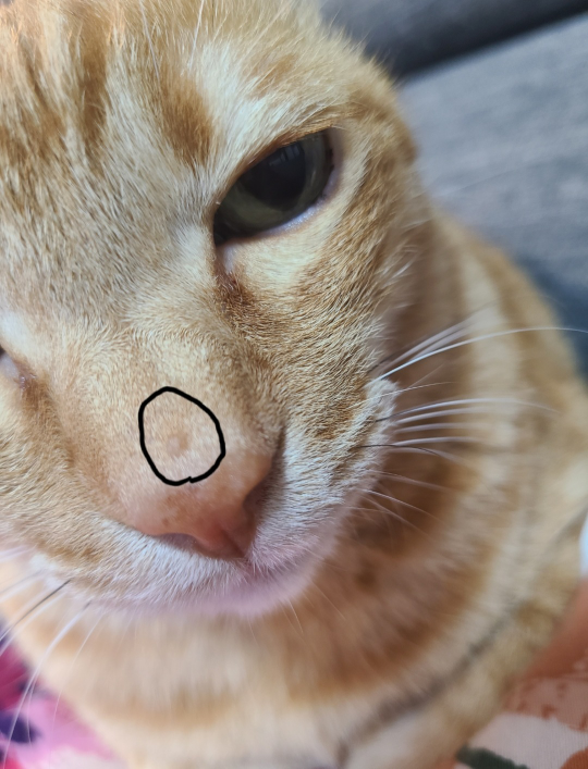 飼い猫の鼻に小さなできものができてました。 - これは肥満細胞腫等 