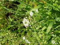3月に田んぼ一杯に咲く白いこの花は何でしょうか ナズナです 春 夏にか Yahoo 知恵袋